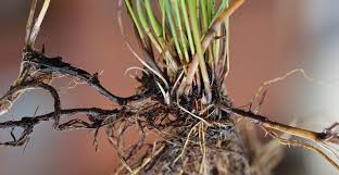 Attēlu rezultāti vaicājumam “Eleocharis uniglumis leaf”