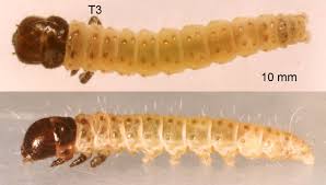 Attēlu rezultāti vaicājumam “Nematus salicis larva”