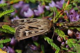 Attēlu rezultāti vaicājumam “Cerapteryx graminis”