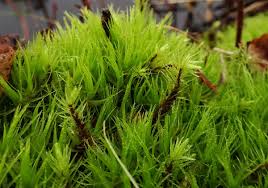 Attēlu rezultāti vaicājumam “Dicranum majus”