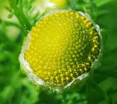 Attēlu rezultāti vaicājumam “Matricaria discoidea flower”