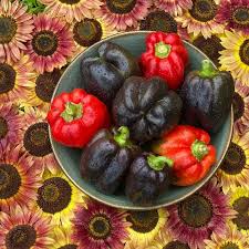 Afbeeldingsresultaat voor purple beauty sweet pepper