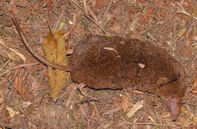 Attēlu rezultāti vaicājumam “Sorex sp.”