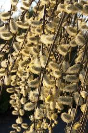 Attēlu rezultāti vaicājumam “Salix caprea”