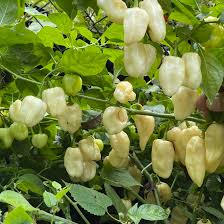 Afbeeldingsresultaat voor white habanero hot pepper