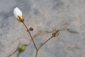 Attēlu rezultāti vaicājumam “Linum catharticum flower”