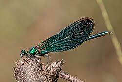 Attēlu rezultāti vaicājumam “Calopteryx virgo male”