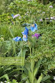 Image result for Meconopsis betonicifolia