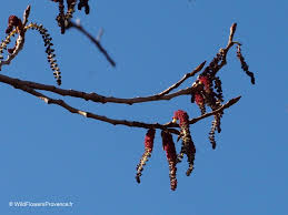 Attēlu rezultāti vaicājumam “Populus x canadensis male flower”