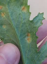 Attēlu rezultāti vaicājumam “Puccinia agrostidis”