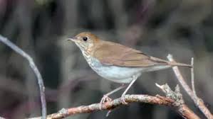 Attēlu rezultāti vaicājumam “Bonasa bonasia eggs”