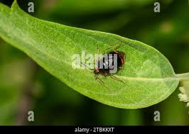 Attēlu rezultāti vaicājumam “Deraeocoris ruber imago”