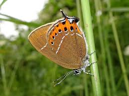 Attēlu rezultāti vaicājumam “Satyrium pruni”