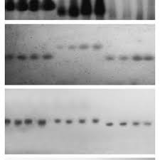 Attēlu rezultāti vaicājumam “Calypogeia fissa”
