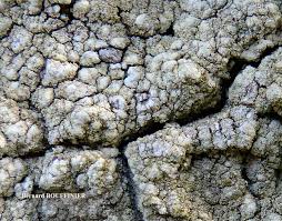 Attēlu rezultāti vaicājumam “Pertusaria flavida”