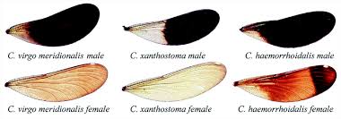 Attēlu rezultāti vaicājumam “Calopteryx virgo male”