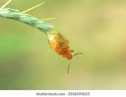 Attēlu rezultāti vaicājumam “Chrysomelidae”