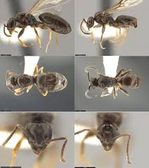 Attēlu rezultāti vaicājumam “Dianema nivale sessile”