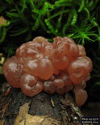 Attēlu rezultāti vaicājumam “Ascotremella faginea”