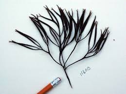 Attēlu rezultāti vaicājumam “Furcellaria lumbricalis”