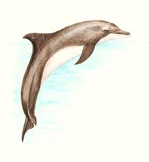 Image result for Tursiops truncatus