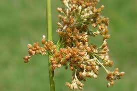 Attēlu rezultāti vaicājumam “Juncus effusus fruit”