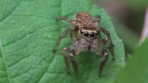 Attēlu rezultāti vaicājumam “Evarcha falcata female”