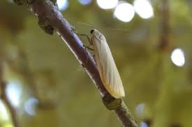 Attēlu rezultāti vaicājumam “Eilema griseola larva”
