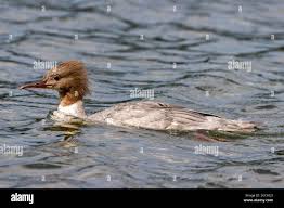 Attēlu rezultāti vaicājumam “Mergus serrator female”