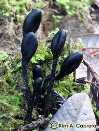Attēlu rezultāti vaicājumam “Geoglossum sp.”