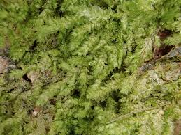 Attēlu rezultāti vaicājumam “Pseudotaxiphyllum elegans macro”