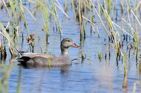 Attēlu rezultāti vaicājumam “Anas strepera”