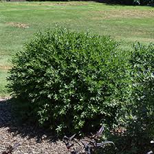 Attēlu rezultāti vaicājumam “Ligustrum vulgare”