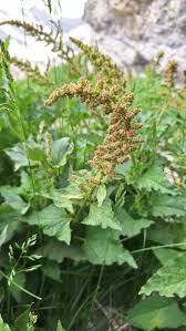 Attēlu rezultāti vaicājumam “Chenopodium bonus-henricus leaf”