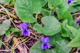 Attēlu rezultāti vaicājumam “Viola odorata leaf”