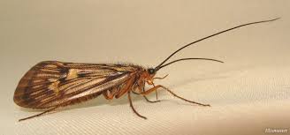 Attēlu rezultāti vaicājumam “Potamophylax”