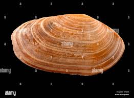 Attēlu rezultāti vaicājumam “Mya arenaria”