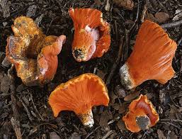 Attēlu rezultāti vaicājumam “Hypomyces chrysospermus”