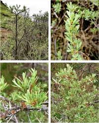Attēlu rezultāti vaicājumam “Hippophae rhamnoides leaf”