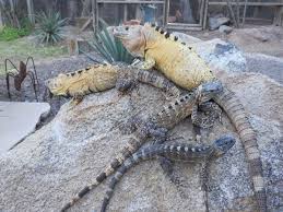 Attēlu rezultāti vaicājumam “Scapania apiculata”