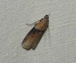 Attēlu rezultāti vaicājumam “Anacampsis blatariella”