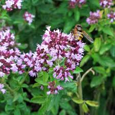 Image result for Origanum vulgare
