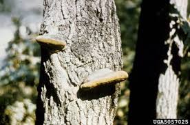 Attēlu rezultāti vaicājumam “Phellinus ferruginosus”