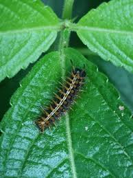 Attēlu rezultāti vaicājumam “Argynnis paphia larva”