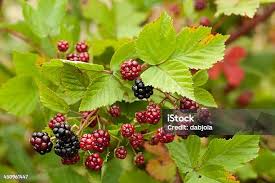 Attēlu rezultāti vaicājumam “Atriplex patula fruit”