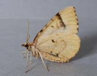 Attēlu rezultāti vaicājumam “Eulithis mellinata”