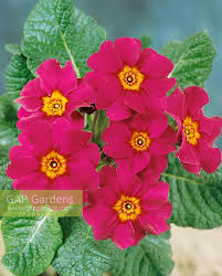 Attēlu rezultāti vaicājumam “Primula x polyantha”