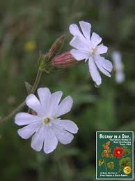 Attēlu rezultāti vaicājumam “Caryophyllaceae”