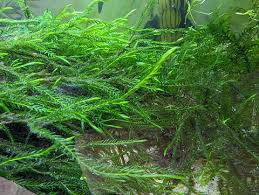 Attēlu rezultāti vaicājumam “Fontinalis antipyretica”