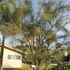 Attēlu rezultāti vaicājumam “Leguminosae”